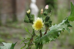 Sonchus asper (1) (1200 x 800)